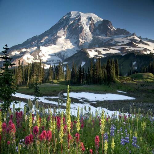 Snow-capped Mount Rainier with spring greenery