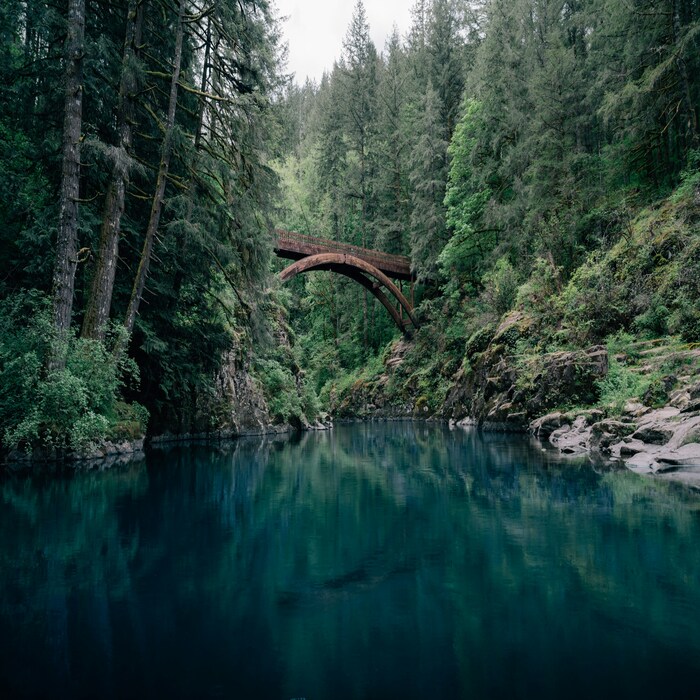 Wooden bridge over still water surrounded by dense trees